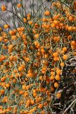 Ephedra equisetina