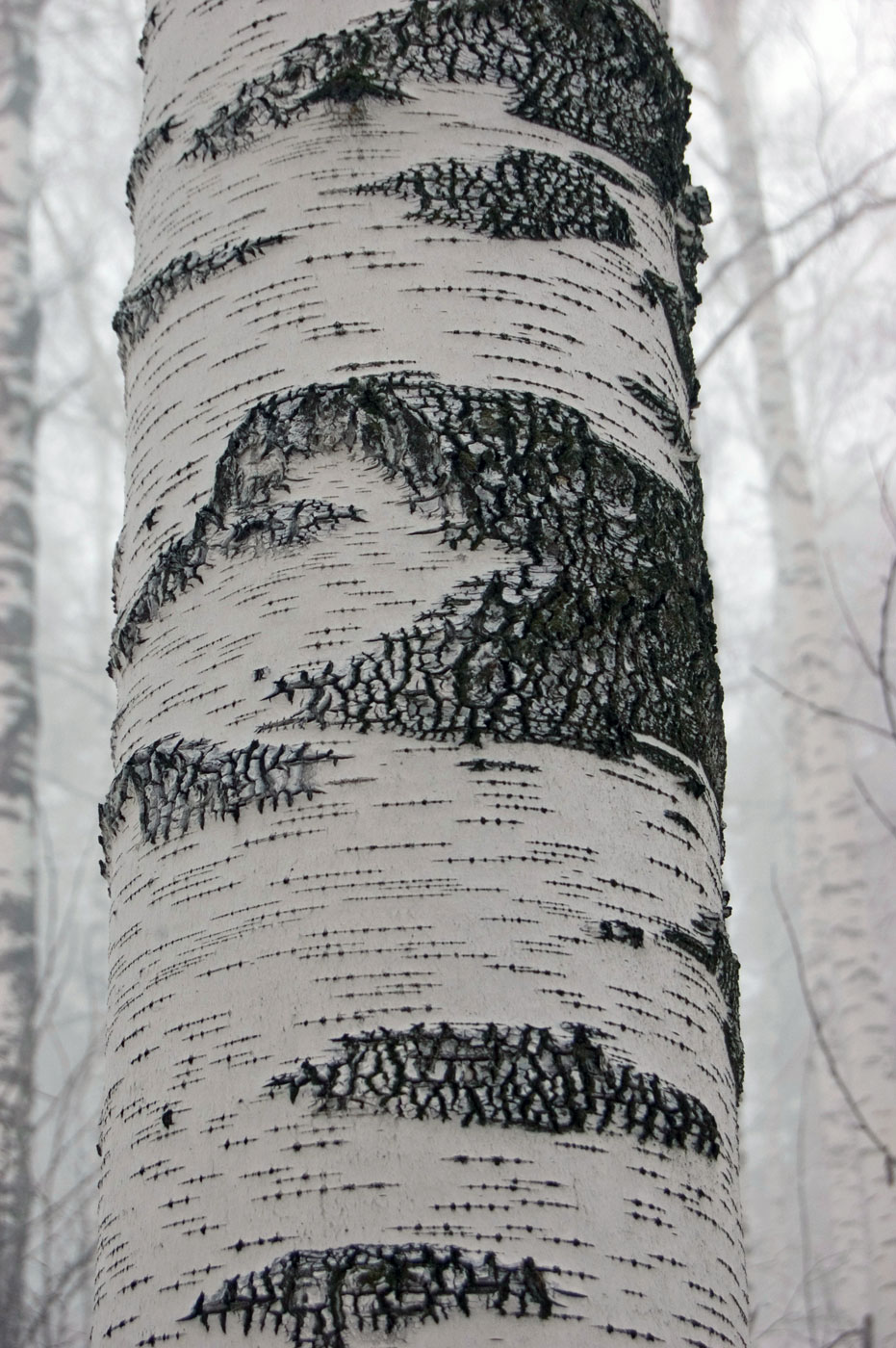 Image of genus Betula specimen.