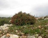 Sarcopoterium spinosum
