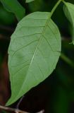 Podranea ricasoliana