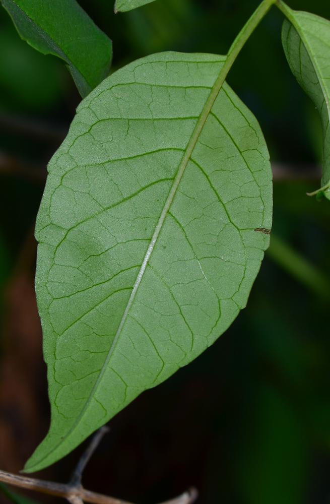 Image of Podranea ricasoliana specimen.