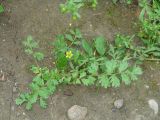 Potentilla supina. Цветущее растение. Иркутская обл., окр. г. Иркутска. 31.07.2015.