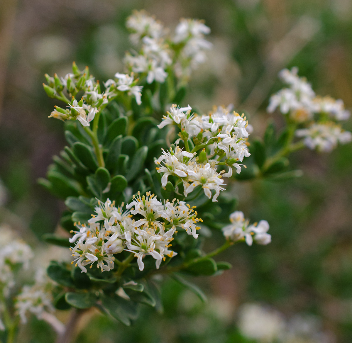 Изображение особи Nitraria sibirica.