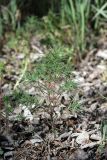 Suaeda altissima. Вегетирующее растение под пологом тугайного леса. Южный Казахстан, левый берег Сыр-Дарьи в 10 км выше Сюткента. 29.04.2015.