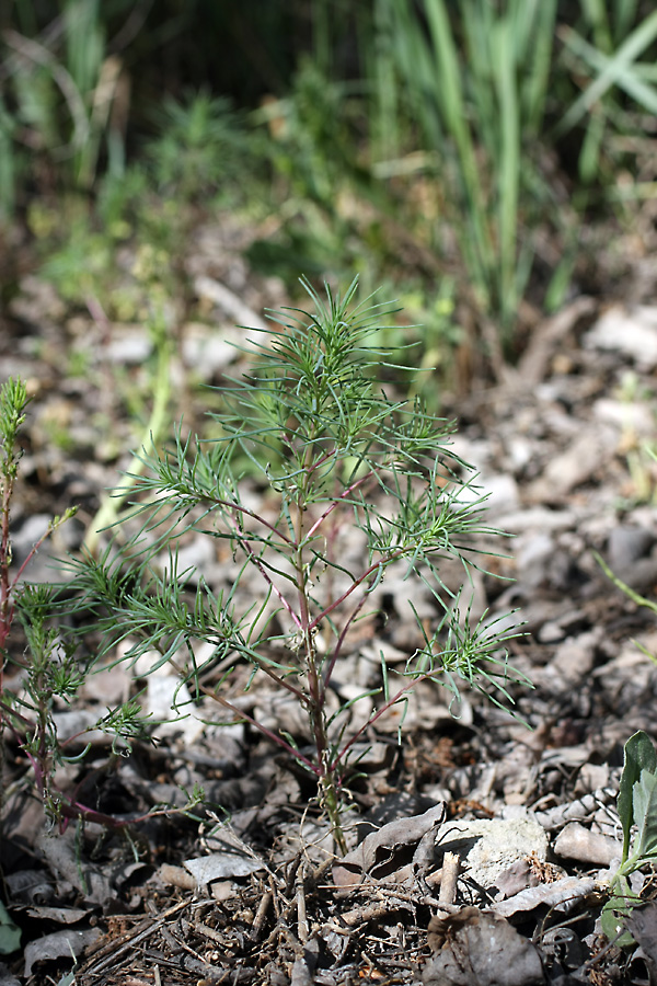 Image of Suaeda altissima specimen.