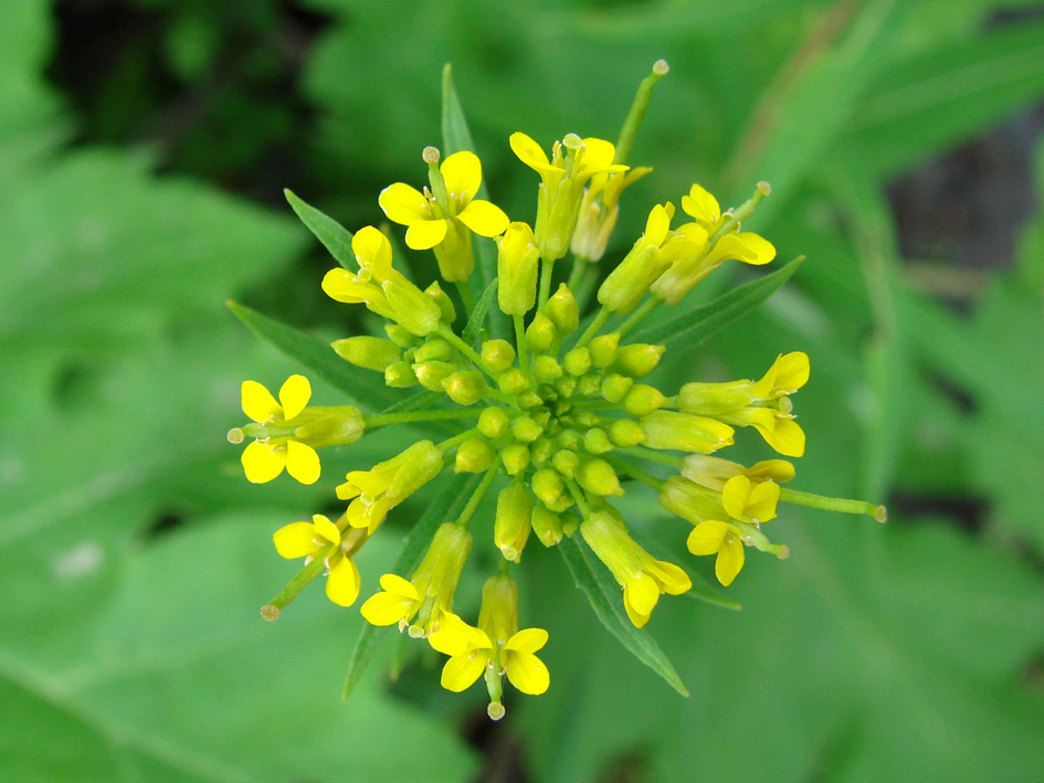 Image of Erysimum cheiranthoides specimen.