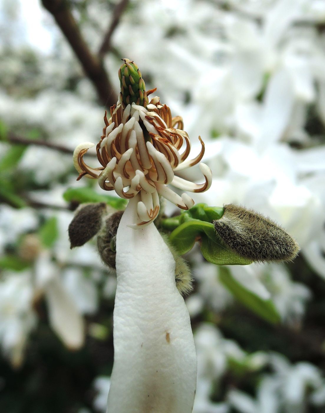 Изображение особи Magnolia stellata.