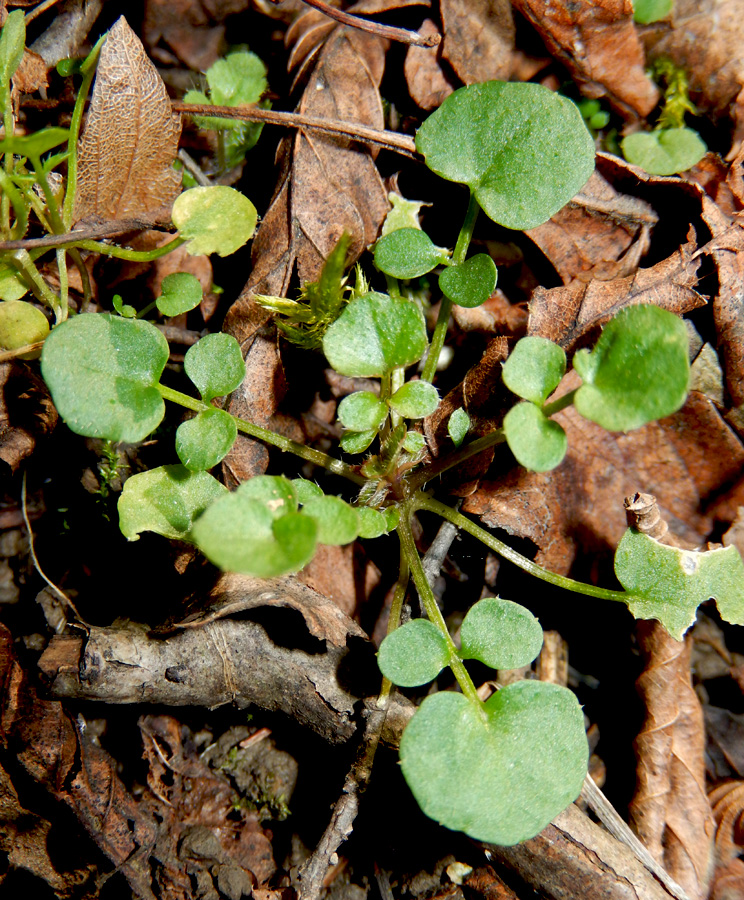 Изображение особи Cardamine hirsuta.