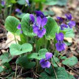 genus Viola
