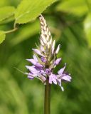 Dactylorhiza fuchsii