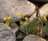 Corydalis impatiens. Цветущее и плодоносящее растение. Иркутская обл., Ольхонский р-н, берег оз. Байкал, микрорезерват \"Мыс Уюга\", галечниковая коса. 29.06.2014.