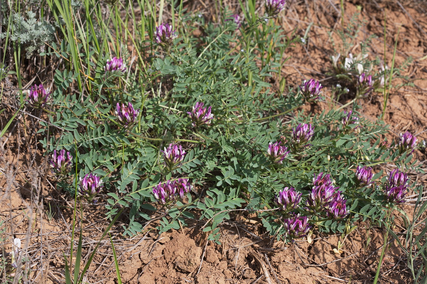 Изображение особи Astragalus physodes.