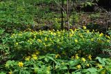 Anemone ranunculoides