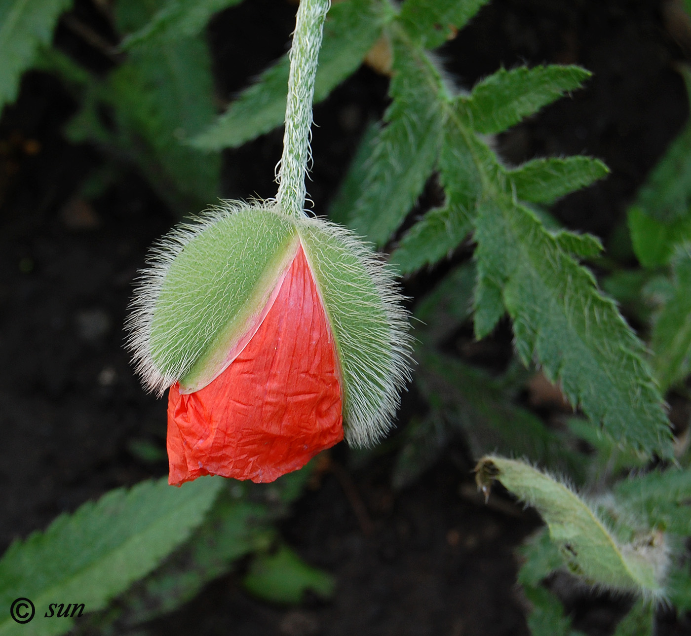 Изображение особи Papaver orientale.