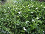 Tradescantia fluminensis