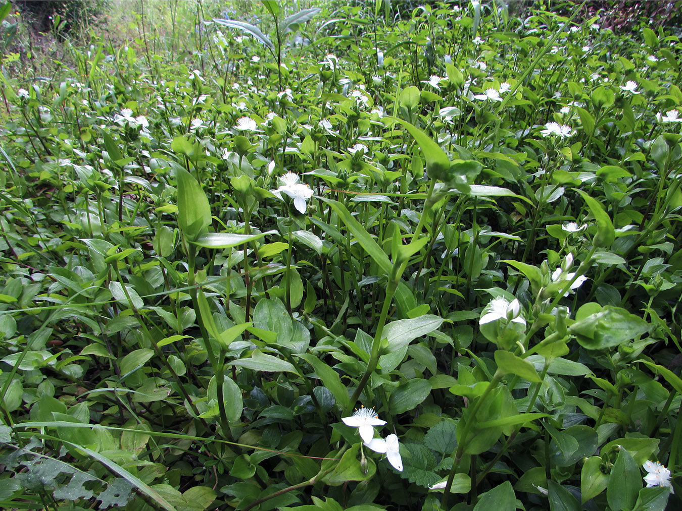 Image of Tradescantia fluminensis specimen.