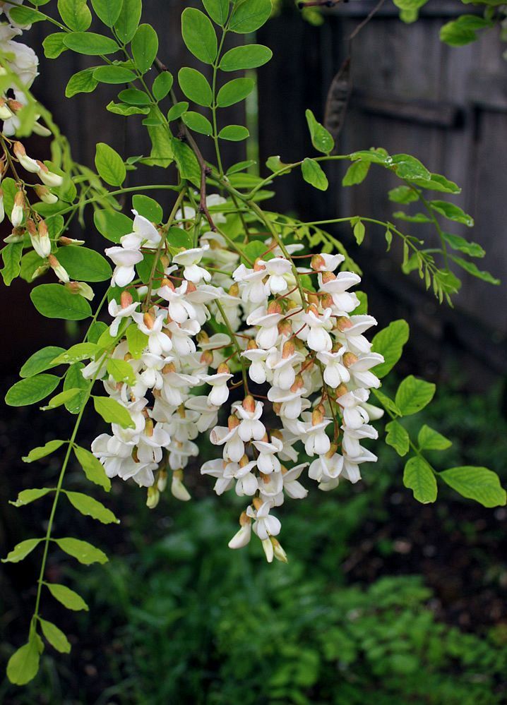 Image of Robinia pseudoacacia specimen.