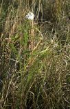 Achillea asiatica
