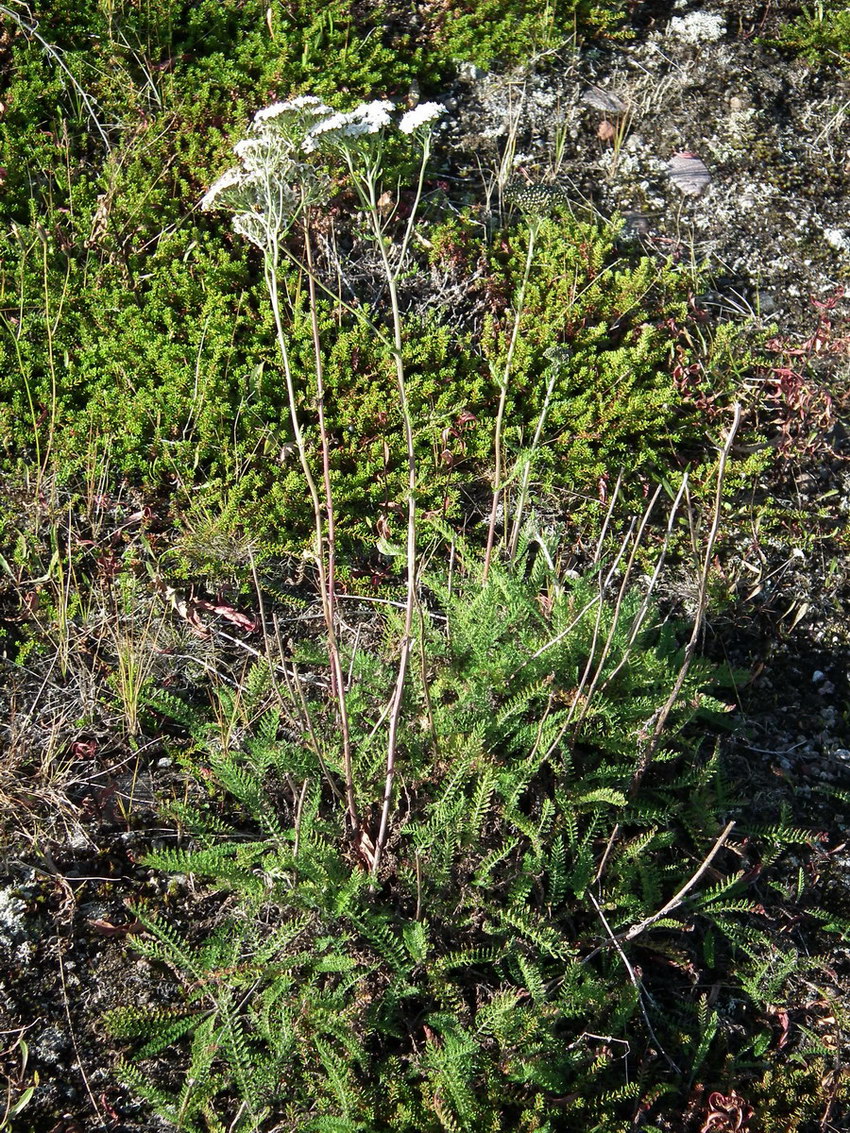 Изображение особи Achillea apiculata.