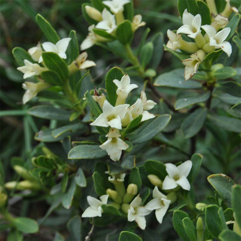 Image of Daphne kurdica specimen.