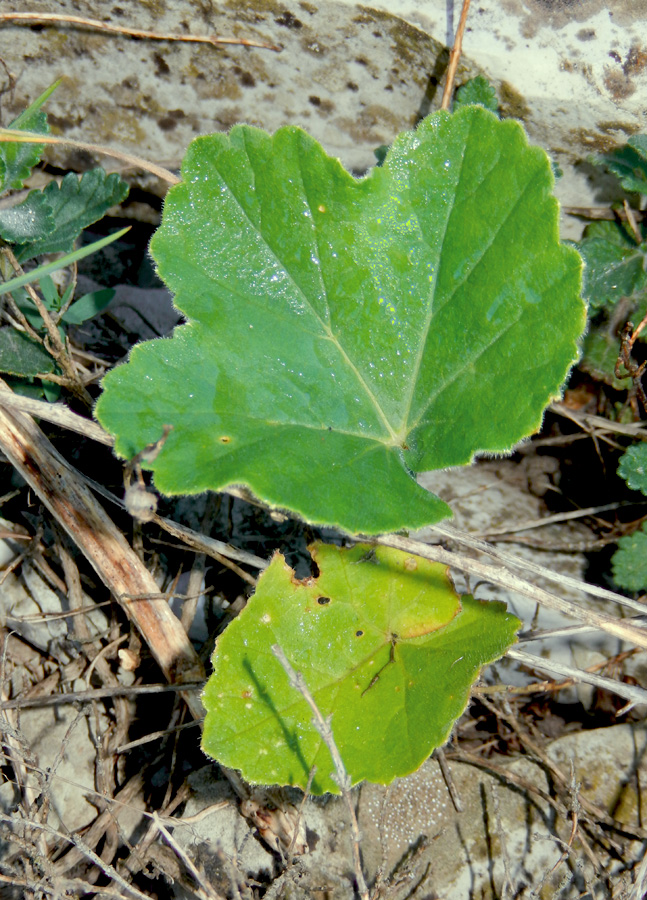 Image of Heracleum stevenii specimen.