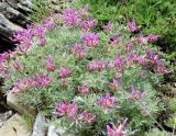 Astragalus circassicus. Цветущее растение. Краснодарский край, г. Геленджик, пос. Возрождение, отрог хр. Коцехур. 05.06.2016.