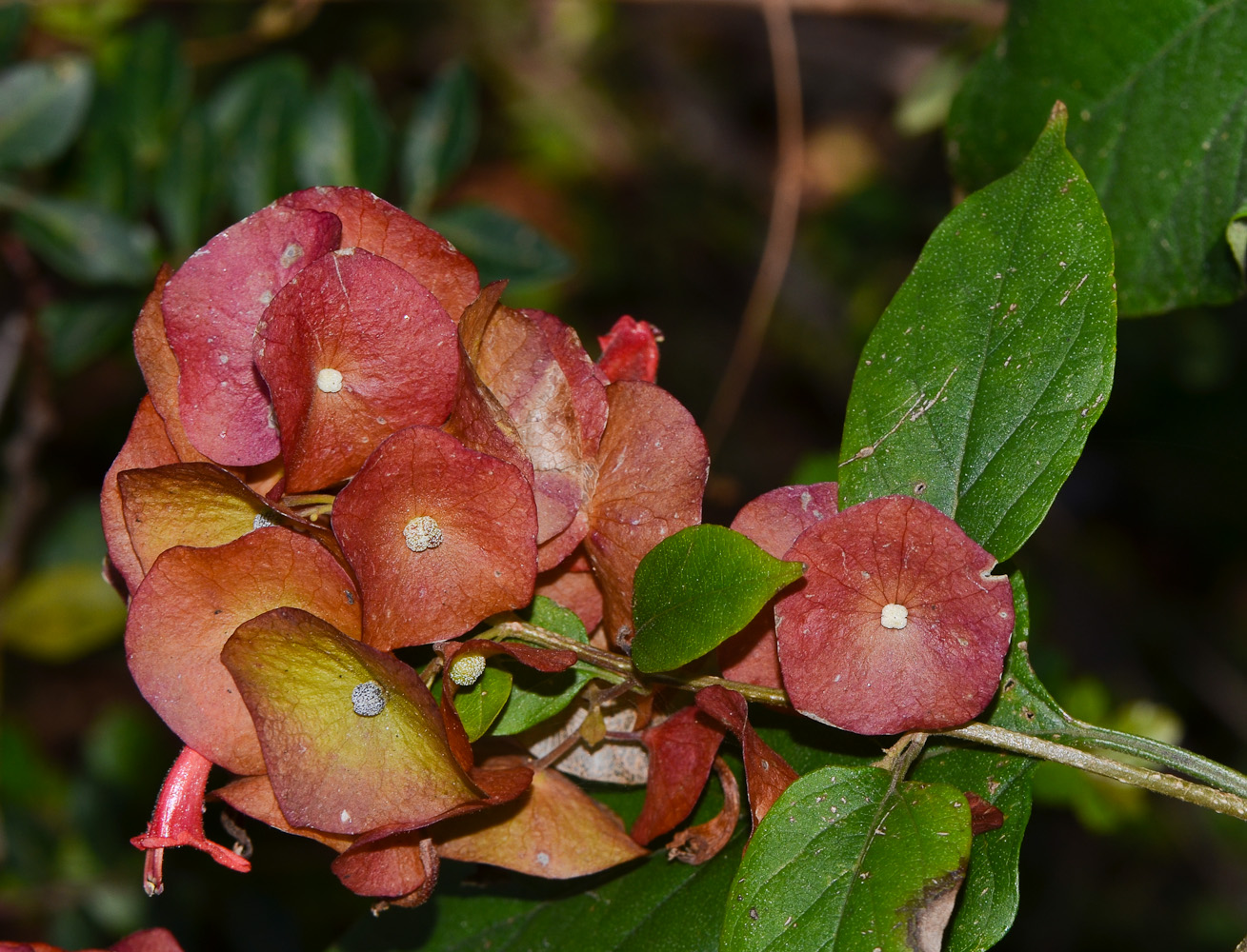 Изображение особи Holmskioldia sanguinea.