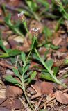 Lippia nodiflora