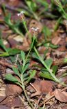 Lippia nodiflora