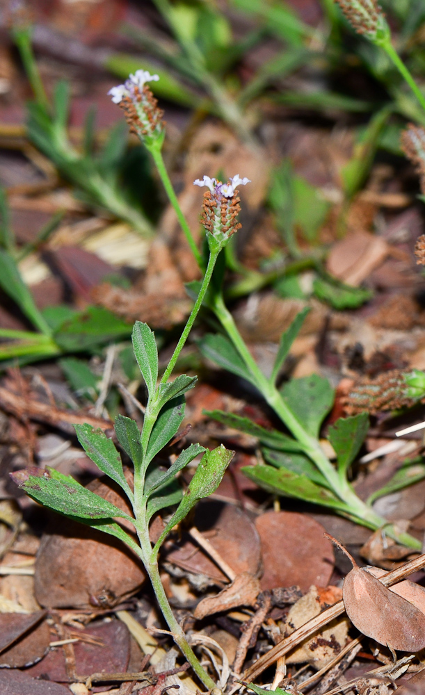 Изображение особи Lippia nodiflora.