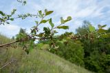 Cotoneaster integerrimus. Ветвь с отцветающими цветками и завязями. Псковская обл., Печорский р-н, окр. дер. Изборск, Труворово городище, южный склон вала, суходольный луг на карболитозёме. 28.05.2016.