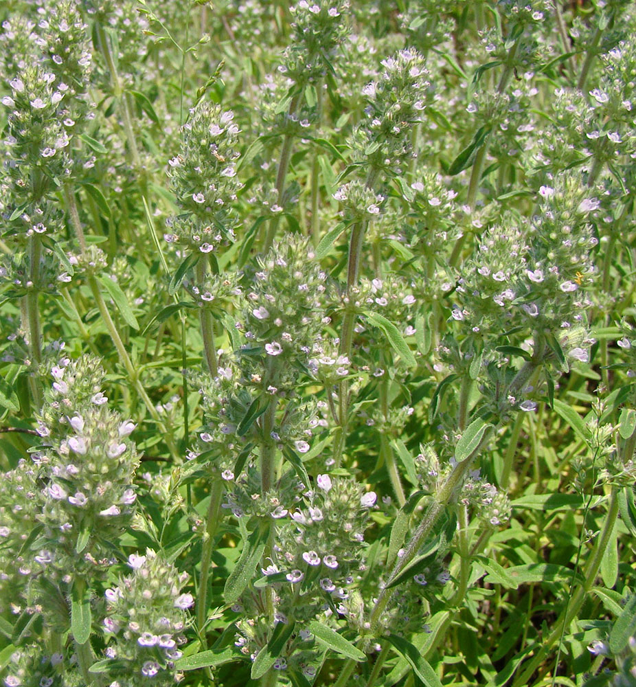 Image of Thymus marschallianus specimen.