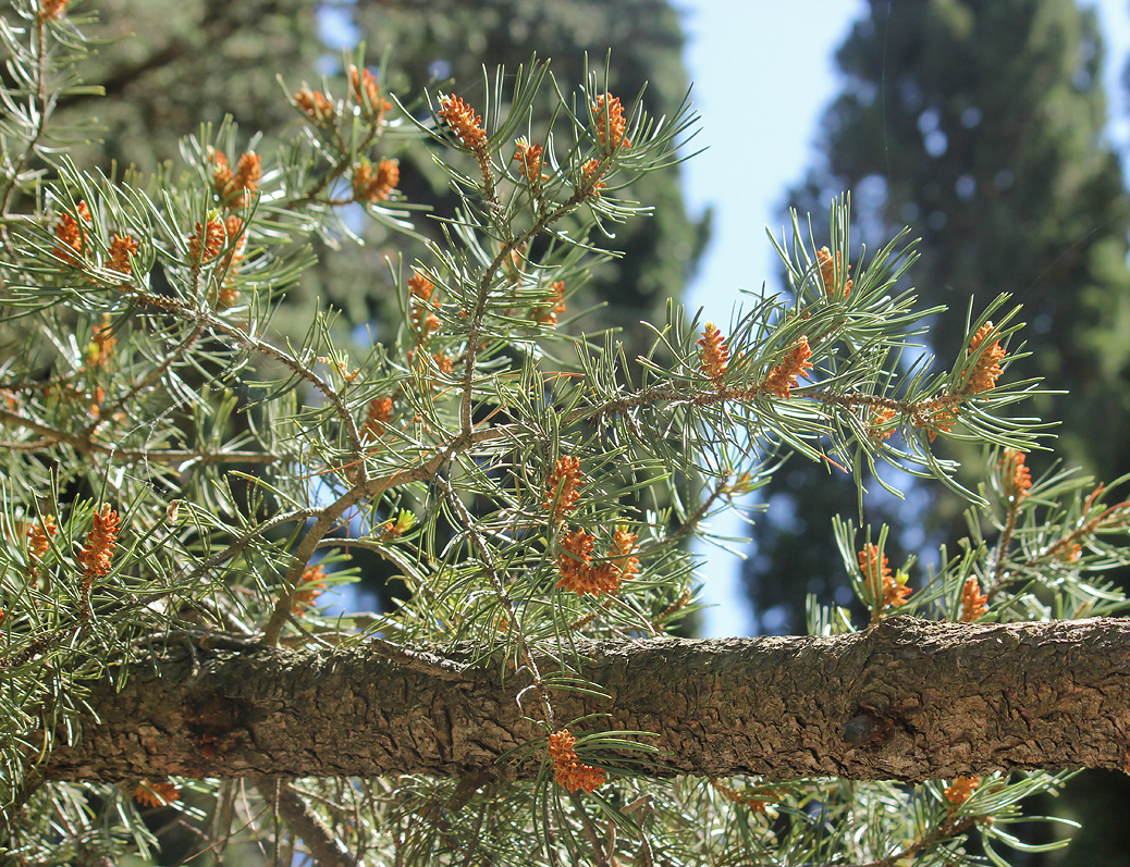 Изображение особи Pinus edulis.