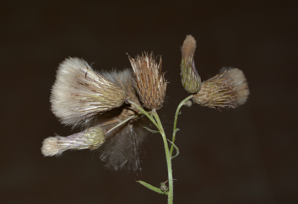 Image of Cirsium setosum specimen.