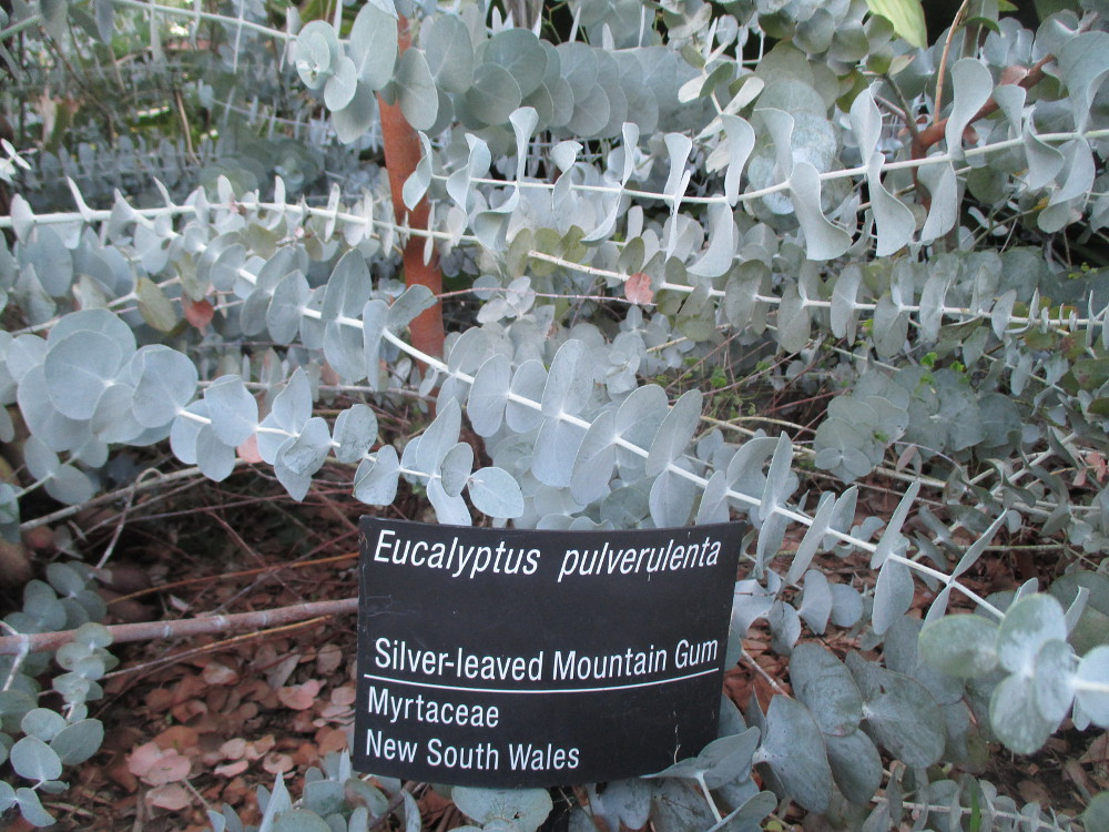Image of Eucalyptus pulverulenta specimen.