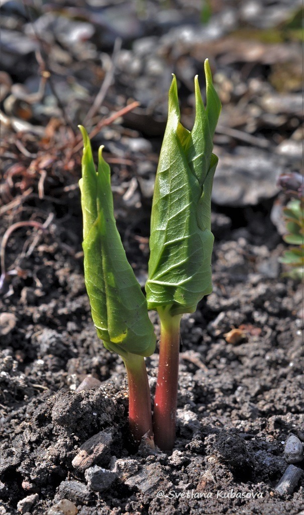 Изображение особи Trillium flexipes.