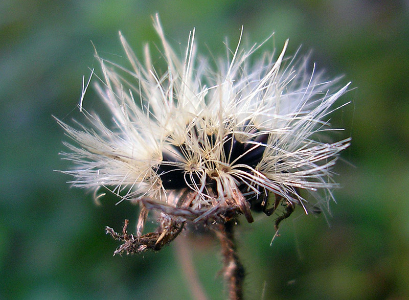 Изображение особи род Hieracium.