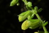 Salvia glutinosa. Часть соцветия с распускающимися цветками. Республика Адыгея, Майкопский р-н, ок. 1 км севернее пос. Хамышки, южный склон горы Монах, выс. ок. 1000 м н.у.м., лиственный лес (дуб, граб, бук, осина), у тропы. 21.08.2016.