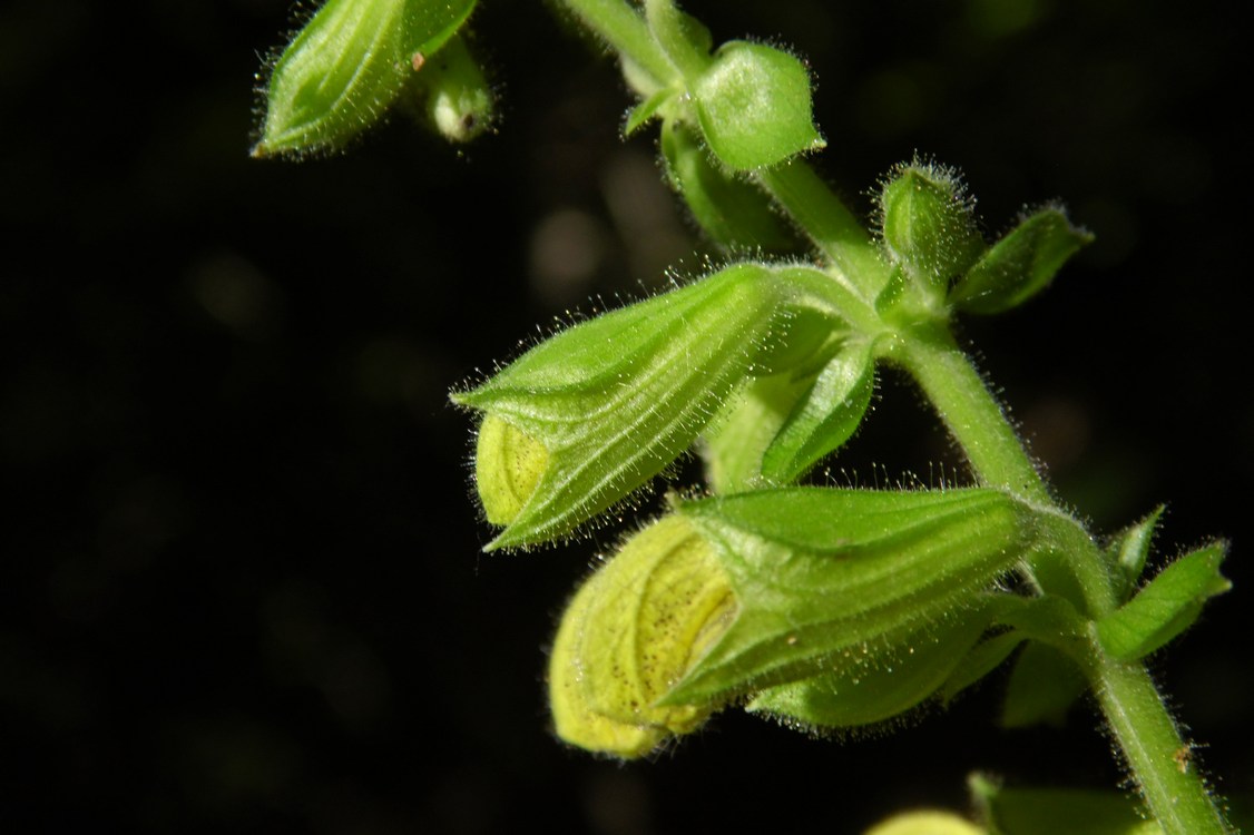 Изображение особи Salvia glutinosa.