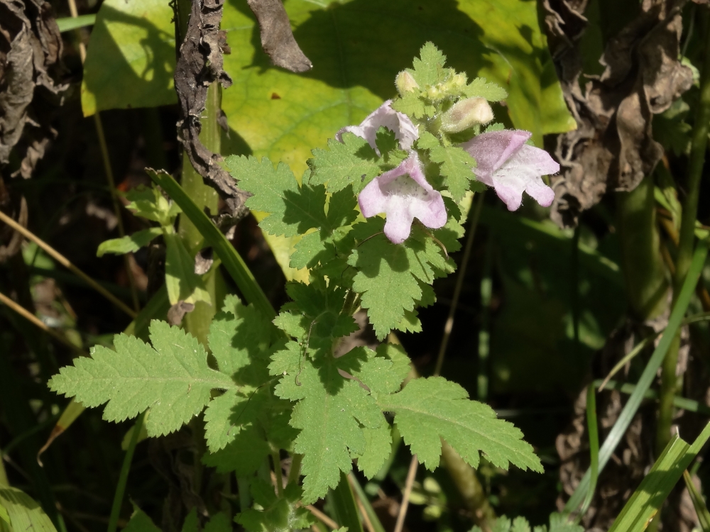 Изображение особи Phtheirospermum chinense.