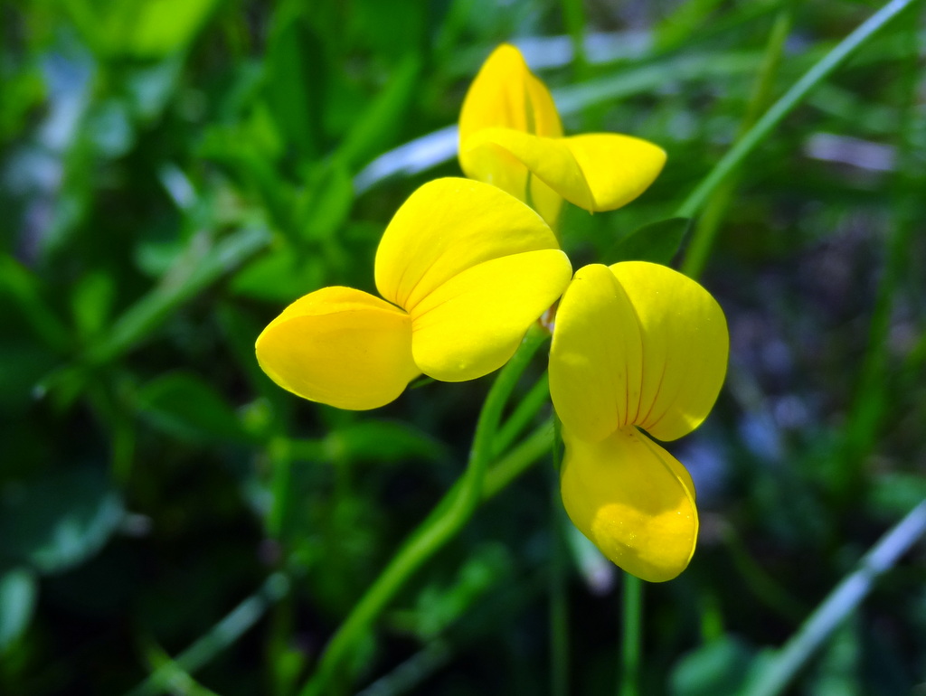 Изображение особи Lotus corniculatus.