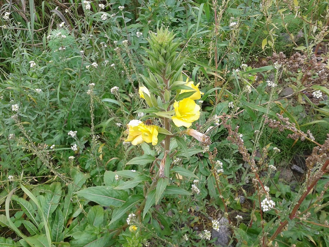 Изображение особи род Oenothera.