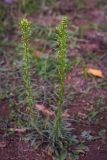 Conyza canadensis