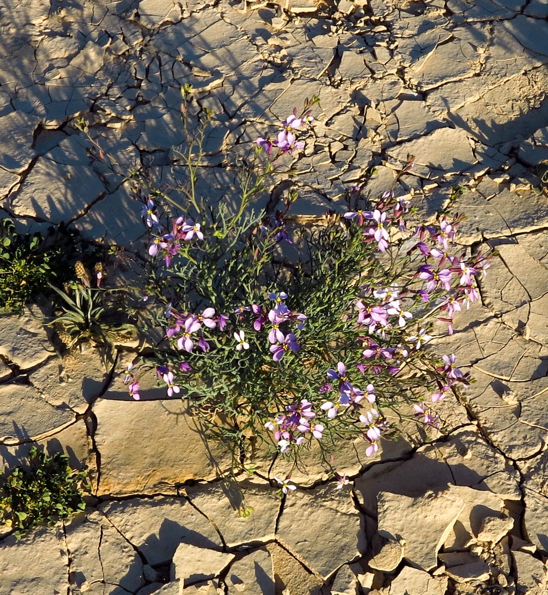 Image of Pseuderucaria clavata specimen.