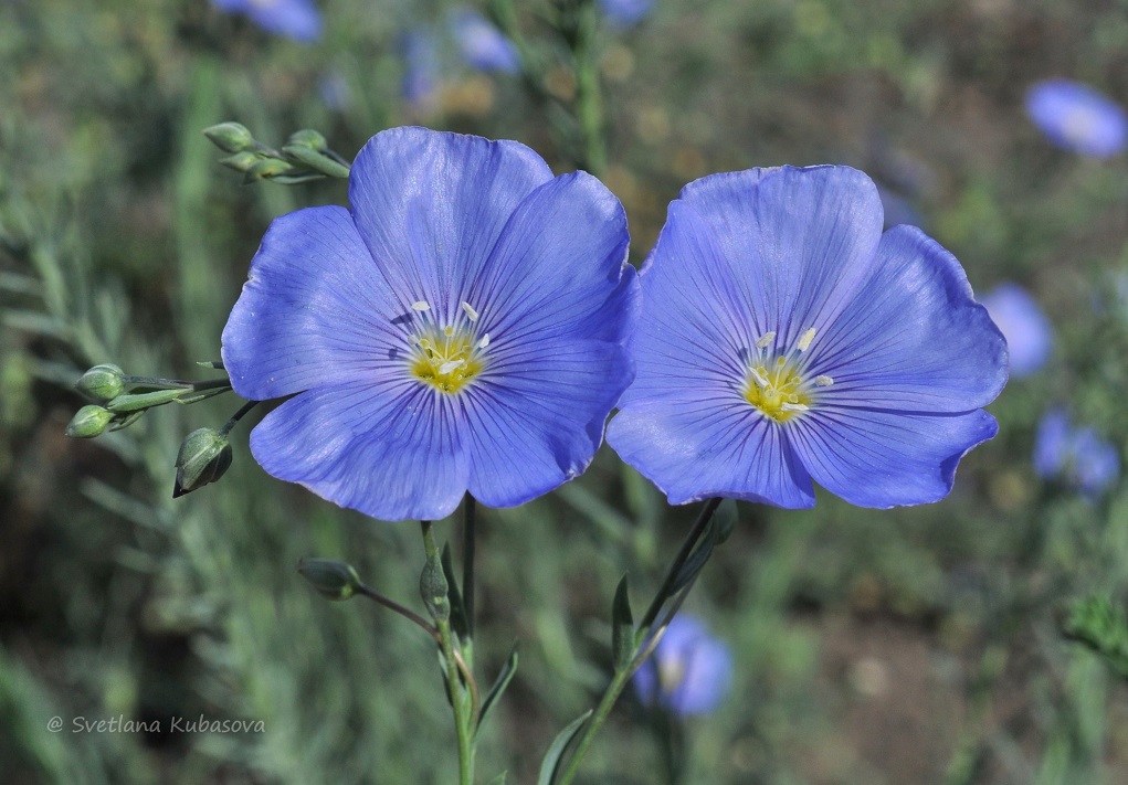 Изображение особи Linum austriacum.