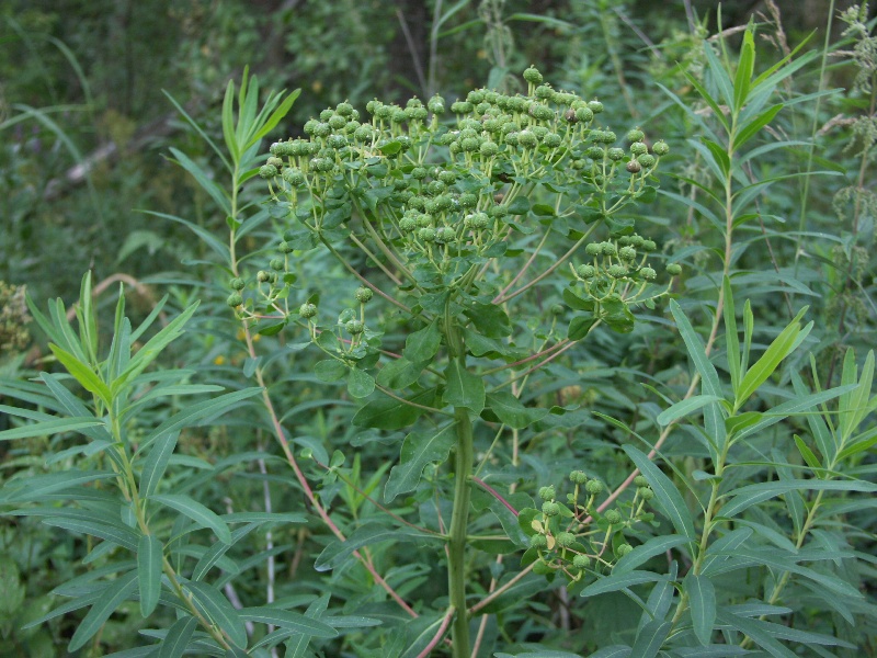 Image of Euphorbia palustris specimen.