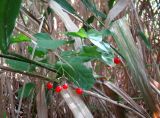 Solanum dulcamara