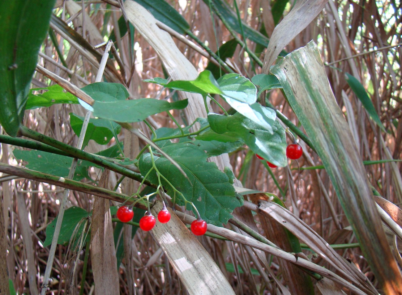 Image of Solanum dulcamara specimen.