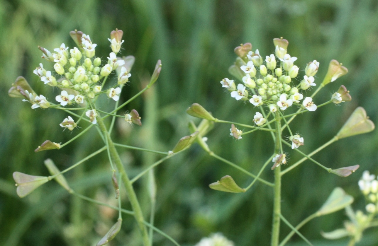 Изображение особи Capsella orientalis.