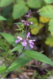 Stachys palustris. Верхушка цветущего побега. Карелия, Заонежье, о. Сал, разнотравный луг на каменистом берегу. 18.08.2016.